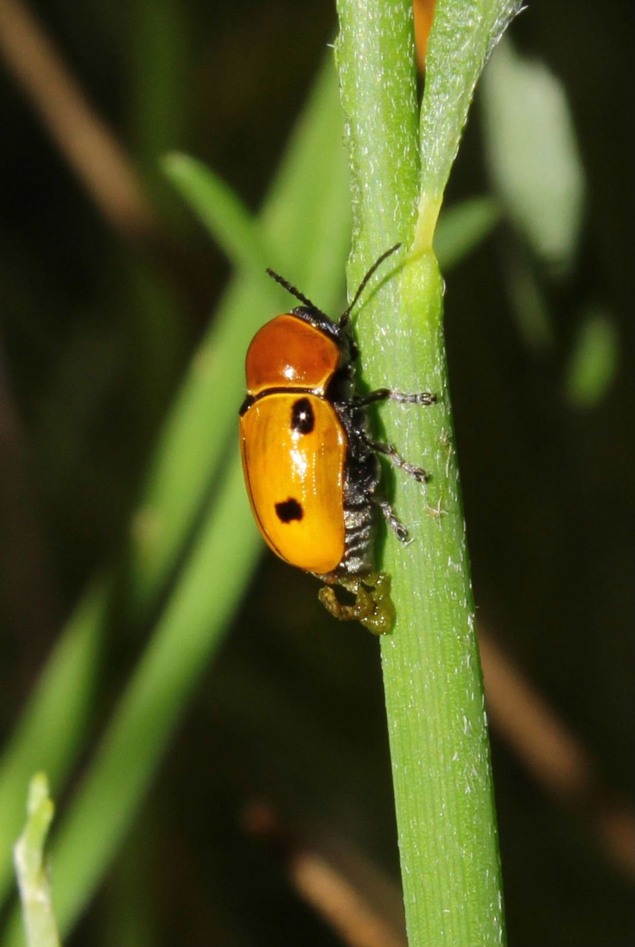 Cryptocephalus bimaculatus? S.